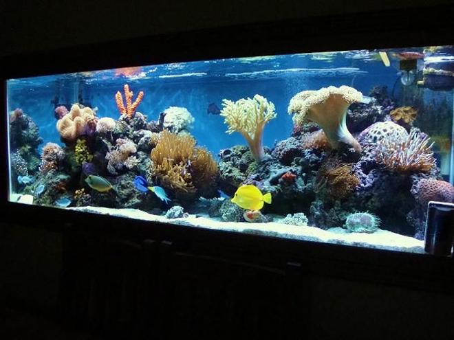 185 gallons reef tank (mostly live coral and fish) - update