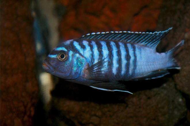 freshwater fish - pseudotropheus elongatus - elongate mbuna stocking in 35 gallons tank - Pseudotropheus Elongatus