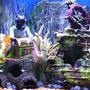 55 gallons freshwater fish tank (mostly fish and non-living decorations) - 55 gal tank