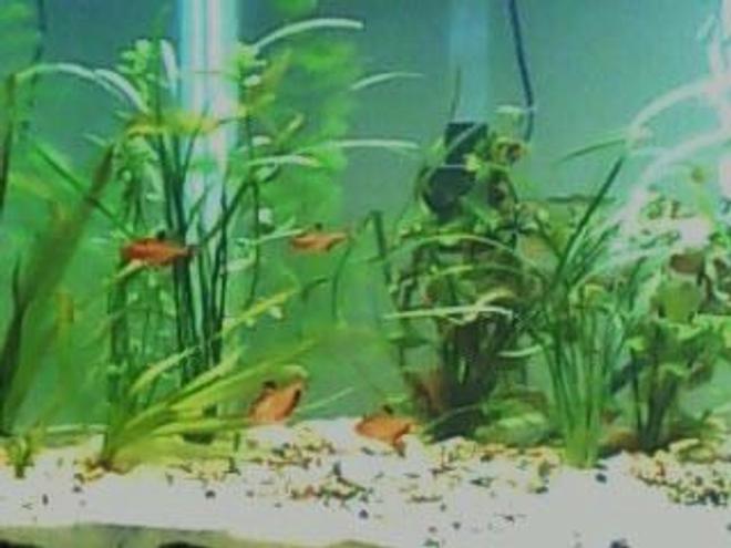 freshwater fish - hyphessobrycon callistus - red minor serpae tetra stocking in 160 gallons tank - Serpae Tetra