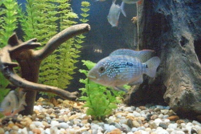 freshwater fish - nandopsis octofasciatum - jack dempsey stocking in 55 gallons tank - Electric Blue Jack Dempsey