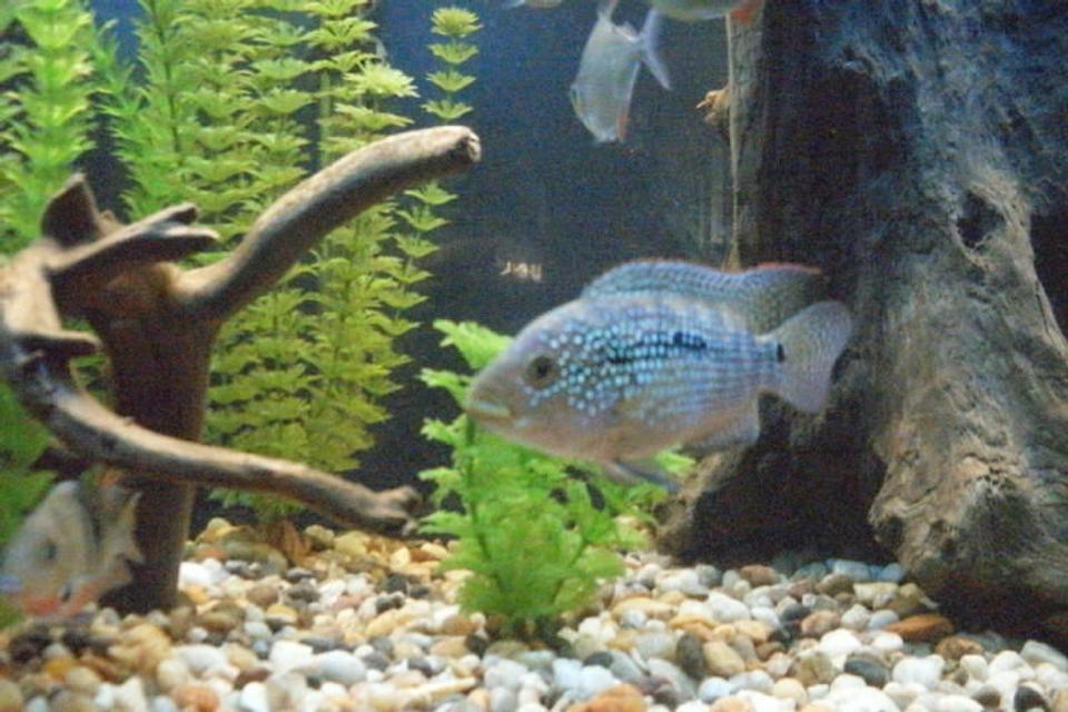 freshwater fish - nandopsis octofasciatum - jack dempsey stocking in 55 gallons tank - Electric Blue Jack Dempsey