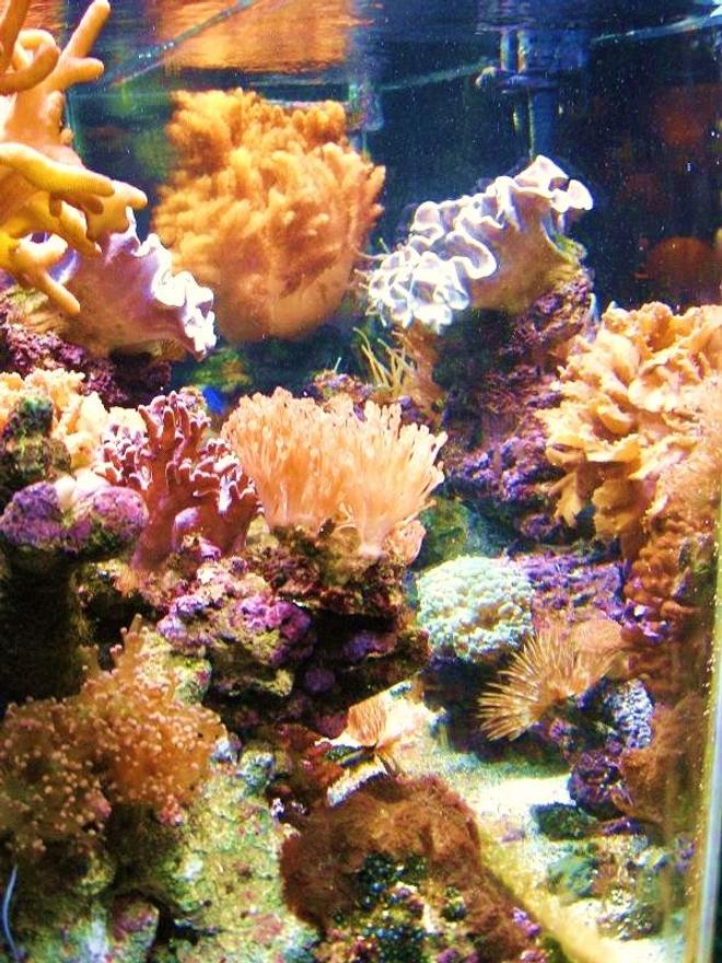 corals inverts - xenia sp. - white pom pom xenia stocking in 150 gallons tank - looking in from the left side. with my new xenia at center.