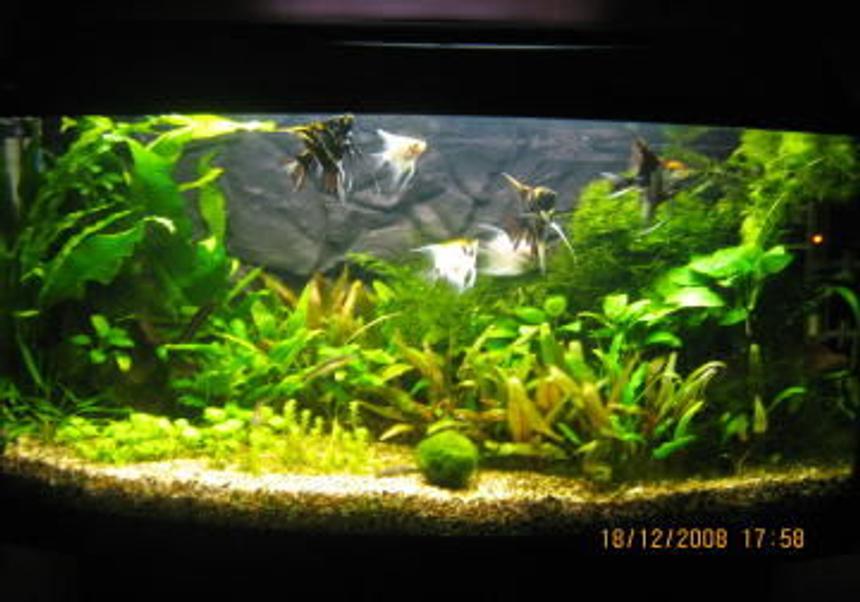 Rated #103: 26 Gallons Planted Tank - The newest layout
Low maintenance tank