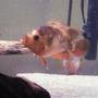 freshwater fish - amphilophus citrinellus - midas cichlid stocking in 55 gallons tank - Interestingly colored midas