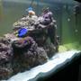 55 gallons saltwater fish tank (mostly fish, little/no live coral) - After new PC's Lot of algae growth.