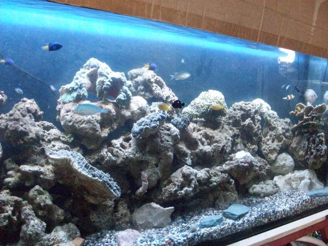 saltwater fish - chrysiptera parasema - yellowtail damselfish stocking in 60 gallons tank - 1