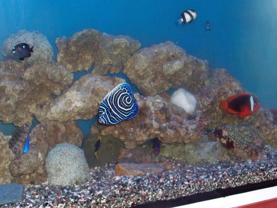 saltwater fish - pomacanthus imperator - imperator angelfish stocking in 60 gallons tank - 2