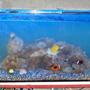 saltwater fish - amphiprion frenatus - tomato clownfish stocking in 60 gallons tank - 3