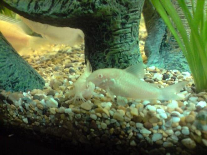freshwater fish - corydoras aeneus - albino aeneus cory cat stocking in 31 gallons tank - Fry and Laurie