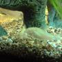 freshwater fish - corydoras aeneus - albino aeneus cory cat stocking in 31 gallons tank - Fry and Laurie