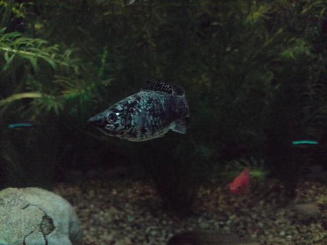 freshwater fish - poecilia latipinna - dalmatian molly stocking in 31 gallons tank - Ozzy the Molly