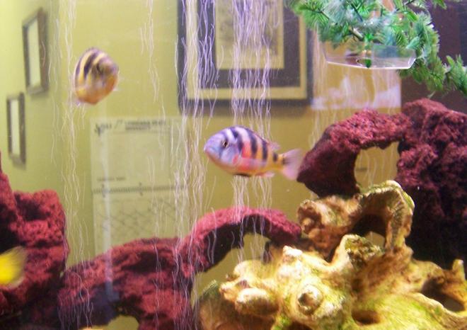 freshwater fish - haplochromis sp. 44 - haplochromis obliquidens stocking in 30 gallons tank - our breeding pair of obliquidens