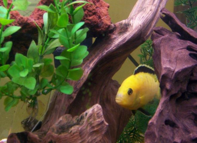 freshwater fish - labidochromis caeruleus - electric yellow cichlid stocking in 30 gallons tank - One of our male yellows...