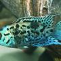 freshwater fish - nandopsis octofasciatum - electric blue jack dempsey stocking in 150 gallons tank - Electric Blue Jack Dempsey