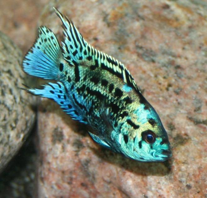 freshwater fish - nandopsis octofasciatum - electric blue jack dempsey stocking in 150 gallons tank - Electric Blue Jack Dempsey