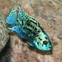 freshwater fish - nandopsis octofasciatum - electric blue jack dempsey stocking in 150 gallons tank - Electric Blue Jack Dempsey