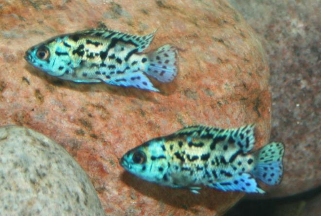 freshwater fish - nandopsis octofasciatum - electric blue jack dempsey stocking in 150 gallons tank - Electric Blue Jack Dempsey
