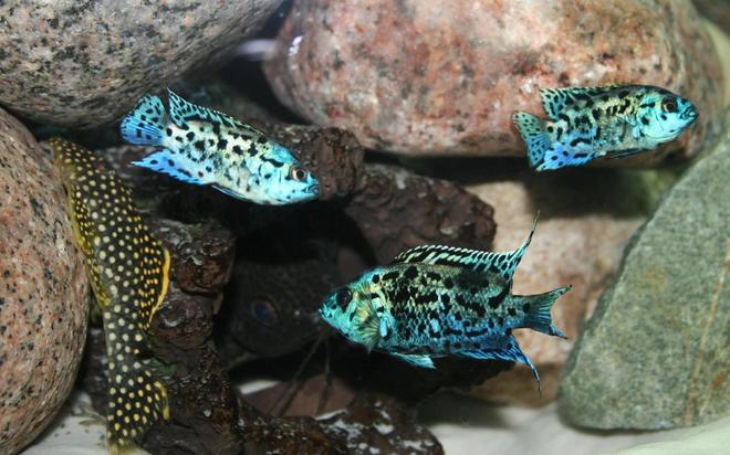 freshwater fish - nandopsis octofasciatum - electric blue jack dempsey stocking in 150 gallons tank - My Crew