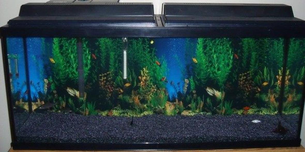 55 gallons freshwater fish tank (mostly fish and non-living decorations) - New 55 gallon set-up. Changed out blue gravel for black gravel and added a new background.Buying plants and driftwood next week.