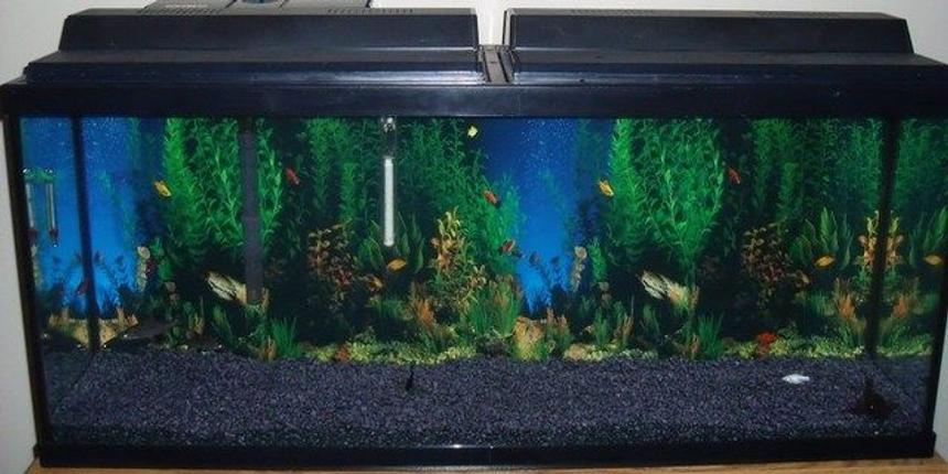 Rated #3731: 55 Gallons Freshwater Fish Tank - New 55 gallon set-up. Changed out blue gravel for black gravel and added a new background.Buying plants and driftwood next week.