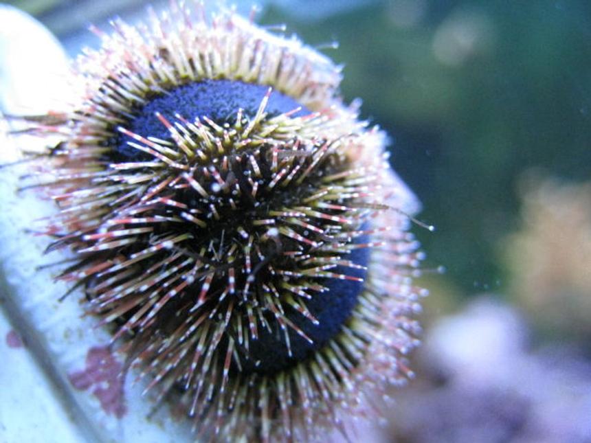 Rated #35: Corals Inverts - Mespilia Globulus - Blue Tuxedo Urchin Stocking In 125 Gallons Tank - Blue Tuxedo Urchin up close