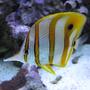 saltwater fish - chelmon rostratus - copperband butterflyfish stocking in 125 gallons tank - Copperbanded Butterflyfish
