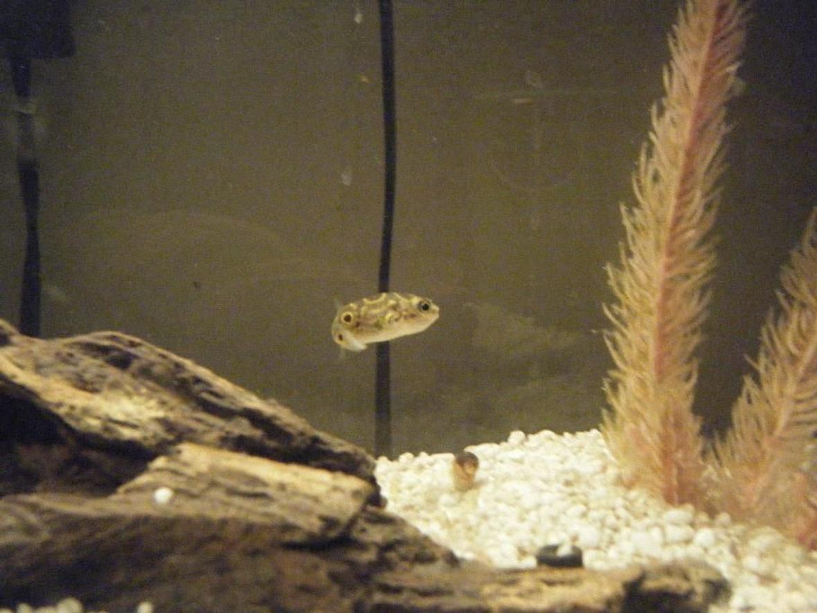 freshwater fish - tetraodon biocellatus - figure 8 puffer stocking in 100 gallons tank - puffs