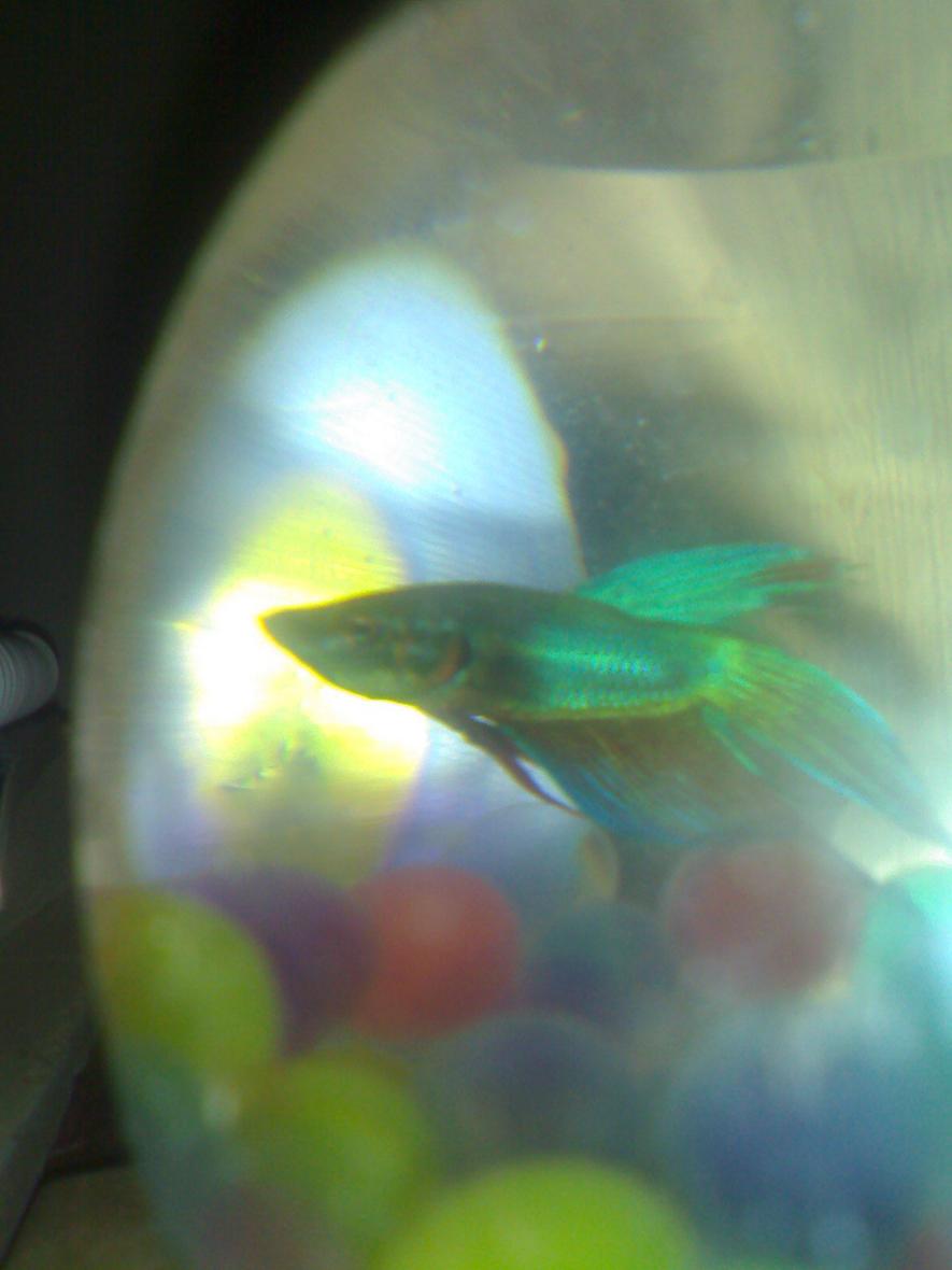 freshwater fish - betta splendens - betta - male - my fighter