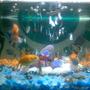 freshwater fish - carassius auratus - fantail goldfish - my cute fish tank