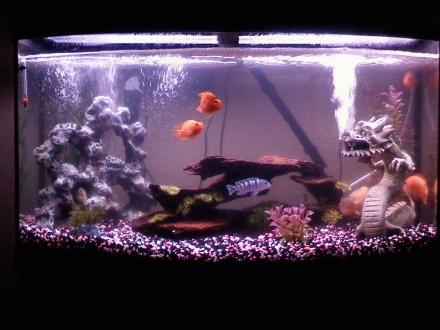 Rated #2787: 55 Gallons Freshwater Fish Tank - Just starting out what do you think?