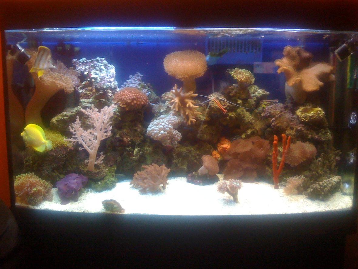 45 gallons reef tank (mostly live coral and fish) - New Coral
