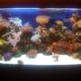 45 gallons reef tank (mostly live coral and fish) - New Coral