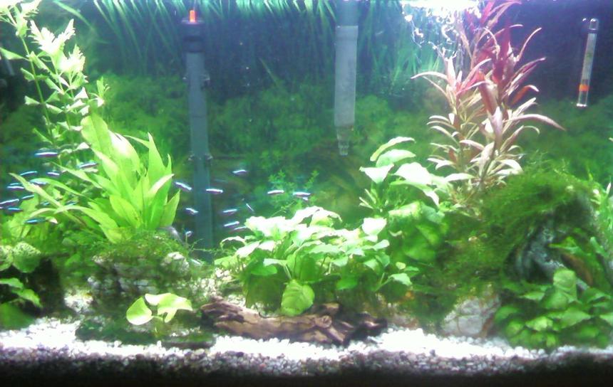 Rated #129: 38 Gallons Planted Tank - Planted 38 Gal