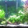 38 gallons planted tank (mostly live plants and fish) - Planted 38 Gal