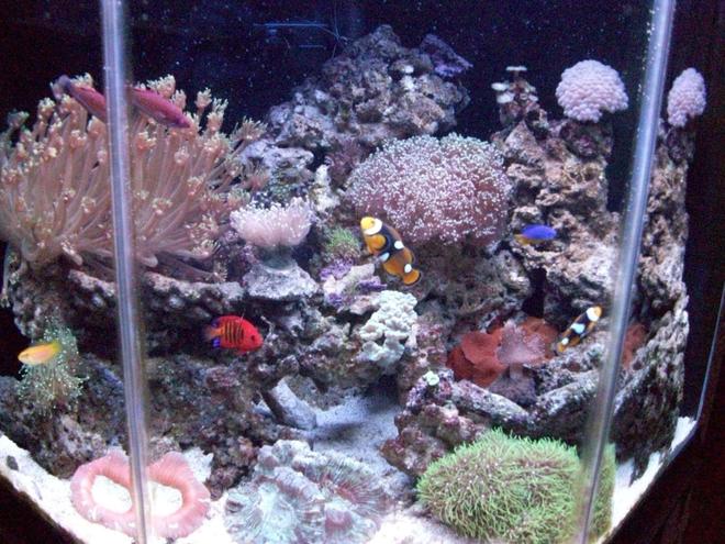 44 gallons reef tank (mostly live coral and fish) - 44g pentagon tank.  2 onyx clownfish, 2 flame angels, carpenter flasher wrasse, yellow candy hogfish, kupang damsel, diamond watchman goby, 2 bubble tip anenomes, emerald crab, cleaner shrimp, banded coral shrimp, 3 conches, multiple snails and hermits.  Contains mixed zoanthids, various frogs spawn, neon candy, kryptonite candy, goniopora, various brains, leather finger, various torches, various star polyps, various shrooms, bubbles.