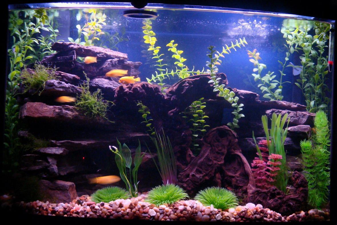 36 gallons freshwater fish tank (mostly fish and non-living decorations) - 36 Gallon Bowfront 6 Pseudotropheus Saulosi