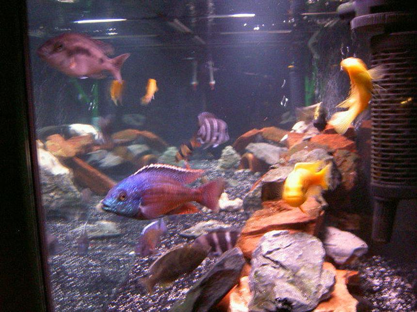 Rated #117: Freshwater Fish - Protomelas Taeniolatus - Red Empress Stocking In 125 Gallons Tank - side view