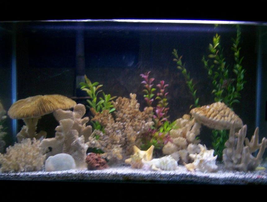 Rated #145: 30 Gallons Reef Tank - Our 30 gallon with 2 green spotted puffers, 1 tire track eel, and 1 leaf fish, and 1 bristlenose pleco...i uploaded the pic under freshwater tank, but they put it under reef tank...it's actually brackish water