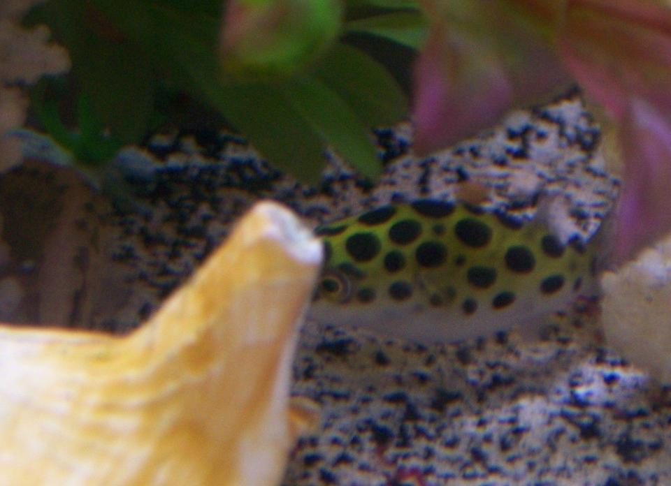 freshwater fish - tetraodon nigroviridis - green spotted puffer stocking in 30 gallons tank - Our oldest puffer and our eel