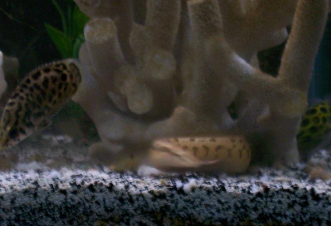 freshwater fish - ctenopoma acutirostre - leopard ctenopoma stocking in 30 gallons tank - tire track eel, leaf fish, and gsp in the background