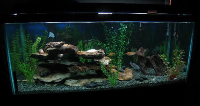 55 gallons freshwater fish tank (mostly fish and non-living decorations) - 75 gal
