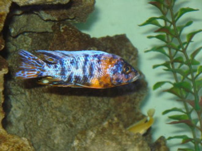freshwater fish - aulonocara nyassae var. - peacock cichlid, orange blossom stocking in 80 gallons tank - peacock