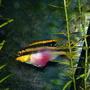 freshwater fish - pelvicachromis pulcher - kribensis cichlid stocking in 55 gallons tank - female kribensis