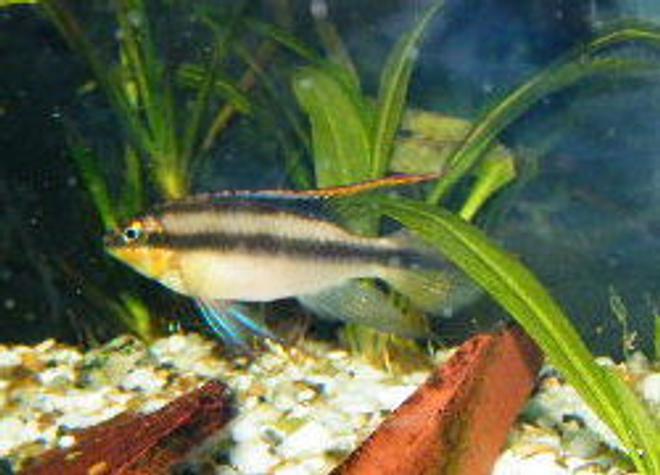 freshwater fish - pelvicachromis pulcher - albino kribensis cichlid stocking in 55 gallons tank - male kribensis