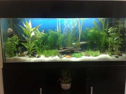 15 gallons planted tank (mostly live plants and fish) - Planted tank