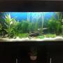 15 gallons planted tank (mostly live plants and fish) - Planted tank