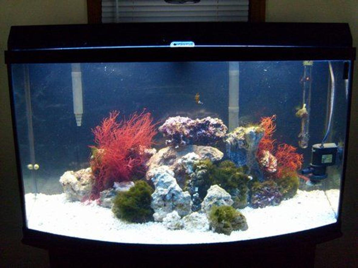46 gallons reef tank (mostly live coral and fish) - 46 Gallon Bow Front, T5 HO Life Glo, T8 Marine Glo, 50 AC powerhead, 2 X 70 Gallon Aqua Clear 300s, Ebo Jagger heater. 2 percula clown, 1 peppermint shrimp, 1 Sebae anemone, sevral brittle starfish, 1 turbo snail, 4 blue legged crabs, 3 bumble bee snails, 4 cleaner snails and other snails.