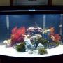 46 gallons reef tank (mostly live coral and fish) - 46 Gallon Bow Front, T5 HO Life Glo, T8 Marine Glo, 50 AC powerhead, 2 X 70 Gallon Aqua Clear 300s, Ebo Jagger heater. 2 percula clown, 1 peppermint shrimp, 1 Sebae anemone, sevral brittle starfish, 1 turbo snail, 4 blue legged crabs, 3 bumble bee snails, 4 cleaner snails and other snails.