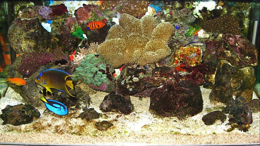Rated #23: Saltwater Fish - Paracanthurus Hepatus - Blue Tang Stocking In 60 Gallons Tank - My Reef Tank